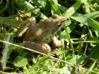 Springfrosch (Rana dalmatina)